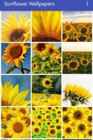Sunflower wallpapers screenshot 1