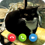 Maxwell Cat Funny Video Call