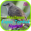 Masteran Kapas Tembak Ngatrol 