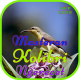 Masteran Kolibri Ngerecet icon
