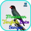 Masteran Tengkek Buto Sangar O