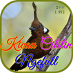 Kicau Cililin Ngefull OFFLINE