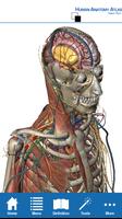Human Anatomy Atlas - Springer পোস্টার
