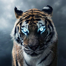 Fond d'écran tigre sauvage 4K APK