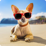 Anjing Gokil Sticker for WhatsApp