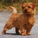 Norfolk Terrier Wallpapers-APK