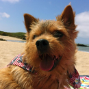 Norwich Terrier Wallpapers-APK