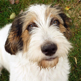 Otterhound Fondos icono