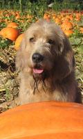 Otterhound Wallpapers syot layar 1