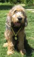 Otterhound خلفيات تصوير الشاشة 2