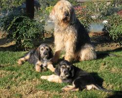 Otterhound خلفيات تصوير الشاشة 3