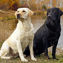 Labrador Retrievers Wallpapers APK