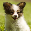 Papillons Dog Wallpapers-APK