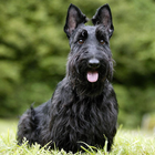 Scottish Terriers Wallpapers biểu tượng