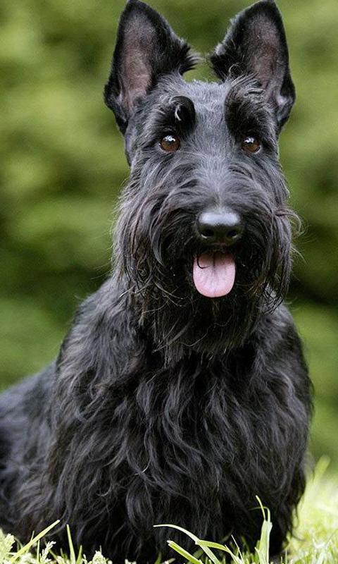 Scottish Terriers Wallpapers For Android Apk Scottish Terriers Wallpapers For
