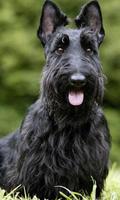 Scottish Terriers Wallpapers poster