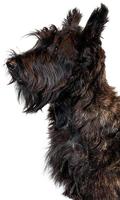 Scottish Terriers Wallpapers ảnh chụp màn hình 1