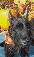 Scottish Terriers Wallpapers ảnh chụp màn hình 2