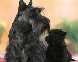Scottish Terriers Wallpapers ảnh chụp màn hình 3