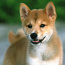 Shiba Inu Wallpapers APK