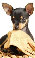 Toy Terrier Fondos Poster