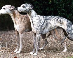 Whippet Wallpapers ภาพหน้าจอ 3