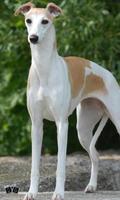Whippet Wallpapers โปสเตอร์