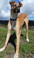 Whippet Wallpapers ภาพหน้าจอ 1