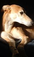 Whippet Wallpapers ภาพหน้าจอ 2