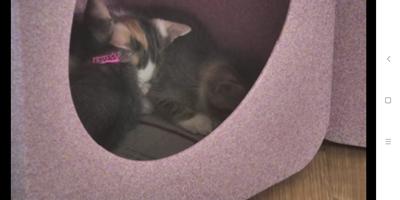 Cat TV Screenshot 2