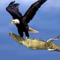 Wild Animals Documentary Video