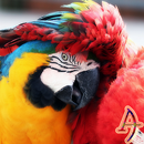 Xperien Theme Scarlet Macaw APK