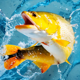 Fishing Legends-icoon