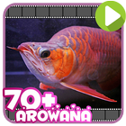 70+ Arowana Fish Collection أيقونة