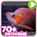 70+ Arowana Fish Collection APK