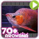 70+ Arowana Fish Collection 圖標