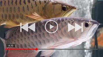 70+ Arowana Fish Collection syot layar 3