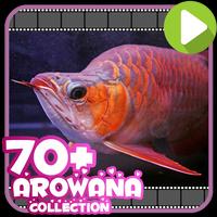 70+ Arowana Fish Collection โปสเตอร์