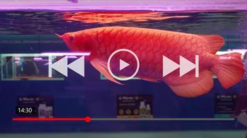 70+ Arowana Fish Collection ภาพหน้าจอ 1