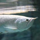 Arowana Care آئیکن