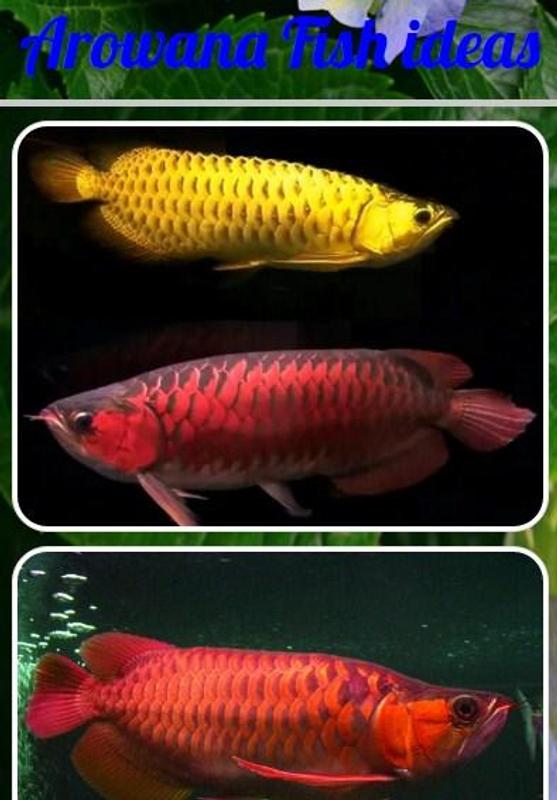arowana fish ideas for