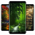 Deep Forest Wallpaper