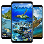 कछुआ वॉलपेपर 4K