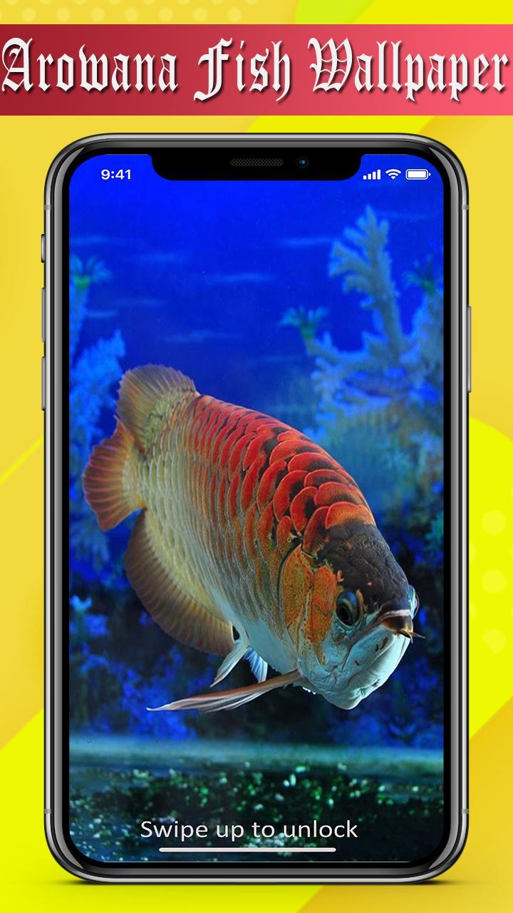 Unduh 510+ Background Aquarium Arwana Golden Red Gratis Terbaik