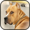 4K Pitbull HD Wallpapers 2020 APK