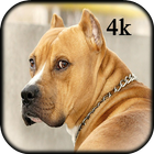 4K Pitbull HD Wallpapers 2020 icon