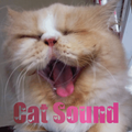 Suara Kucing Meow Lengkap