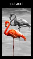 Color Splash Snap Photo editor تصوير الشاشة 2