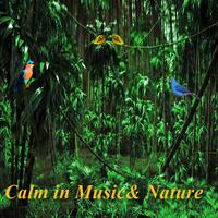 Doğa ve Müzikte Sakin ve Rahat Ekran Görüntüsü 3