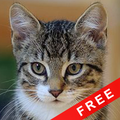 Suara Kucing - Suara Kucing Terlengkap